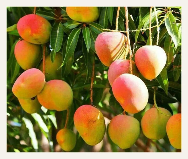 Ice Cream Mango Tree