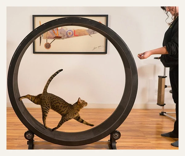 Cat Exercise Wheel