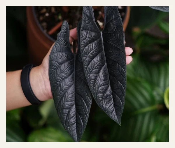 Alocasia Scalprum Houseplant