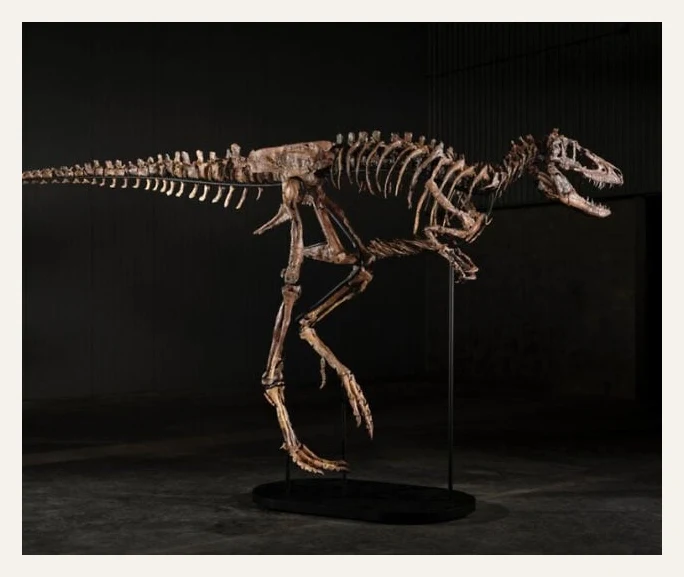 Jodi Nanotyrannus Skeleton