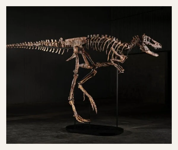 Jodi Nanotyrannus Skeleton