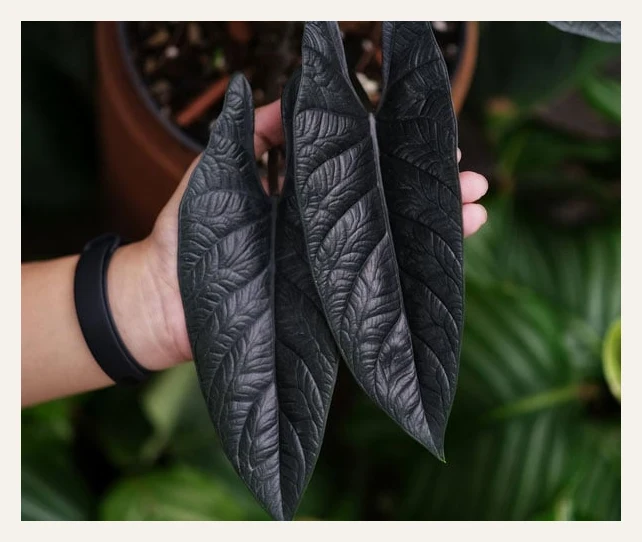 Alocasia Scalprum Houseplant